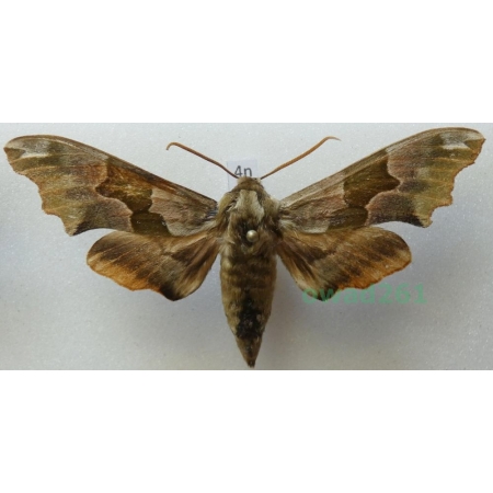 Mimas tiliae (Linnaeus, 1758) Nastrosz lipowiec Poland4n